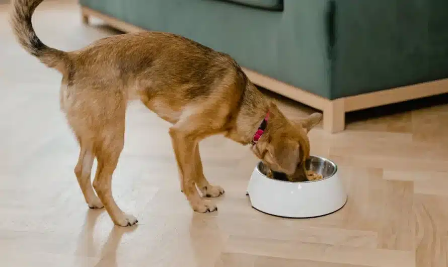 Pâtées vs croquettes : les critères à considérer pour choisir le meilleur régime alimentaire pour votre chien